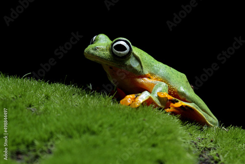 Flying frog on grass, java tree frog, Rhacophorus reinwardtii  © Agus Gatam