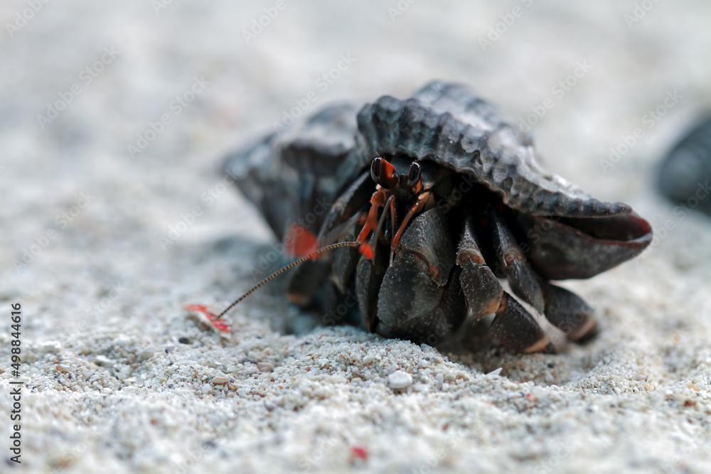 hermit crab walking on sand, Coenobita clypeatus