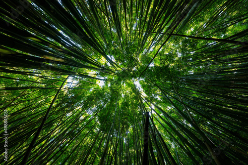 Low angle view of the bamboo forest of the Pipiwai Trail in the Haleakala National Park on the road to Hana  east of Maui island  Hawaii  United States