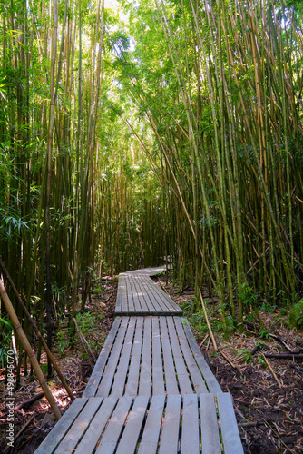 Wooden boardwalk wandering through the bamboo forest of the Pipiwai Trail in the Haleakala National Park on the road to Hana, east of Maui island, Hawaii, United States