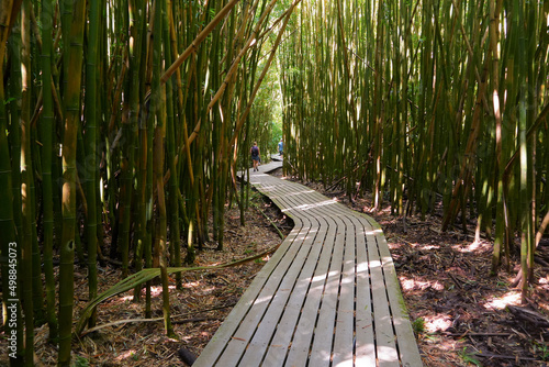 Wooden boardwalk wandering through the bamboo forest of the Pipiwai Trail in the Haleakala National Park on the road to Hana, east of Maui island, Hawaii, United States
