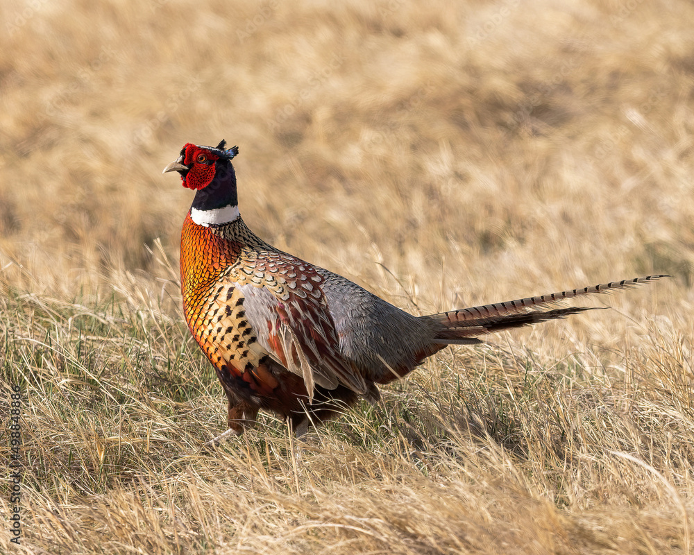 Fototapeta premium A Ringed-necked Pheasant shows off his colors in Wyoming.
