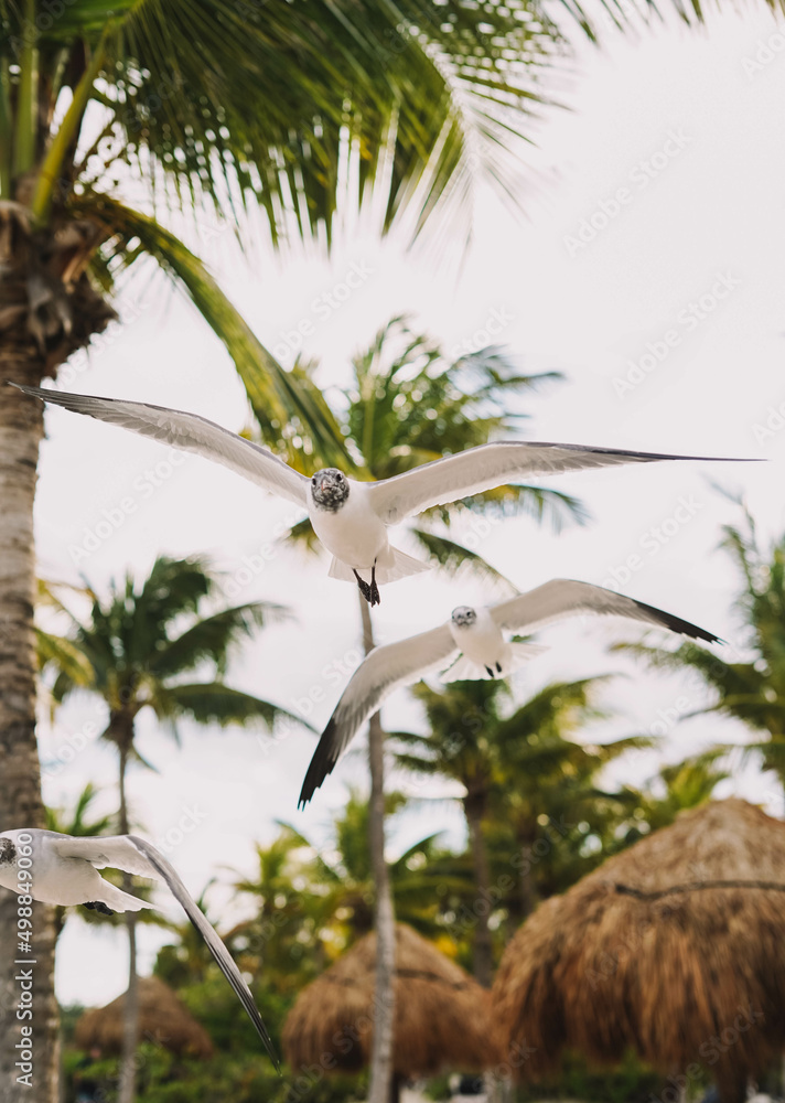 Gaviotas en pleno vuelo en una playa tropical del caribe Gaviotas en pleno vuelo en una playa tropical del caribe