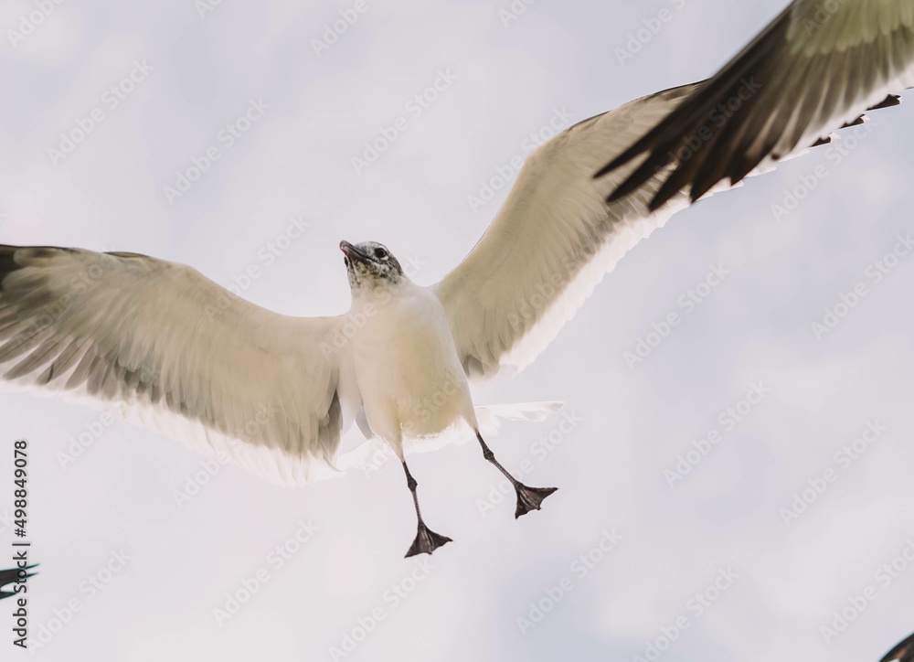 Fototapeta premium Gaviotas en pleno vuelo en una playa tropical del caribe