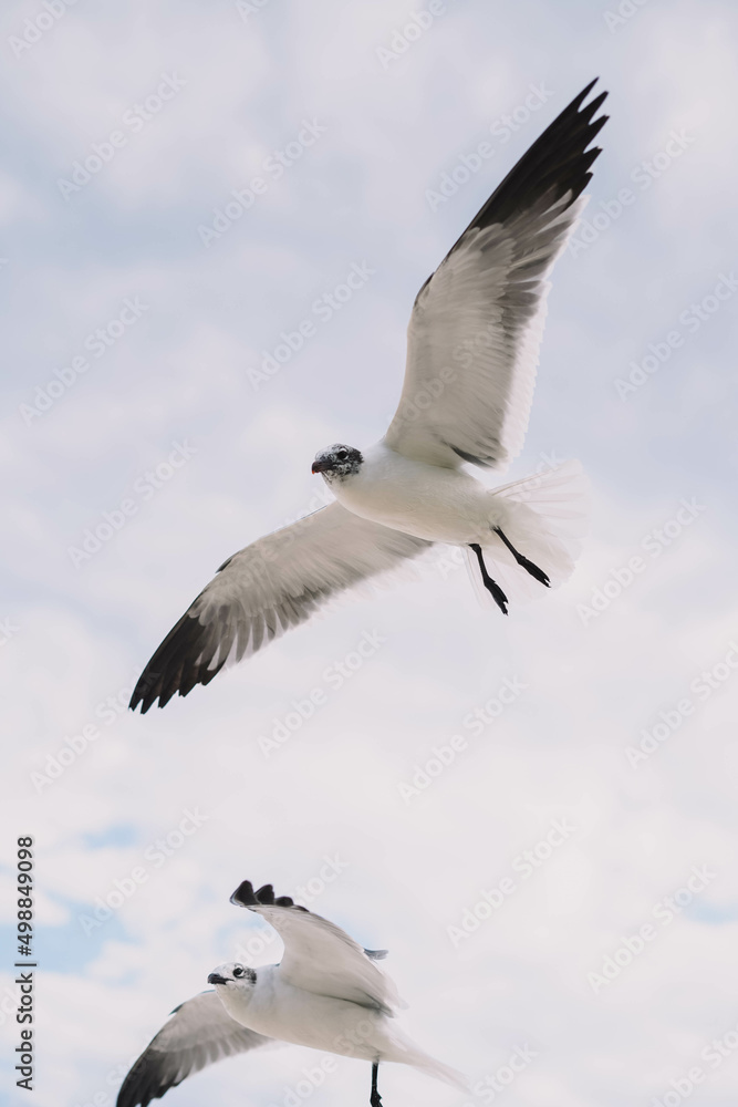 Obraz premium Gaviotas en pleno vuelo en una playa tropical del caribe