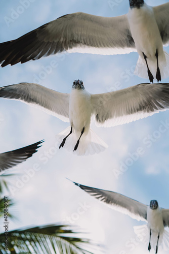 Gaviotas en pleno vuelo en una playa tropical del caribe