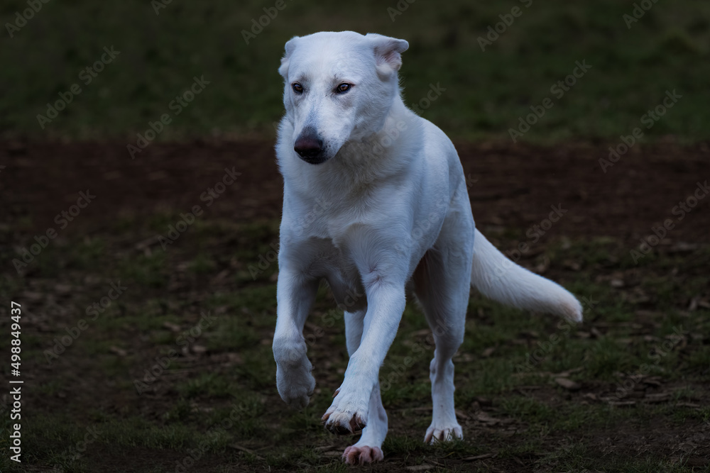 2022-04-13 A WHITE SHEPARD DOG RUNNING AROSS A GRASS AND WOOD CHIP ARE WITH ITS FRONT PAWS OFF THE GROUND AND DISTNICT EYES AND A BLURRY BACKGROUND