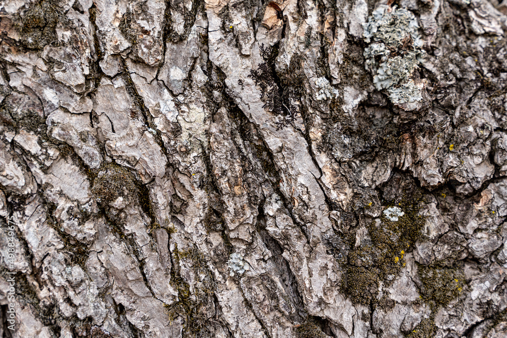 tree bark texture. Close-up of rough wooden leather. Cracked surface of dry log material. tree bark texture. Close-up of rough wooden leather. Cracked surface of dry log material.