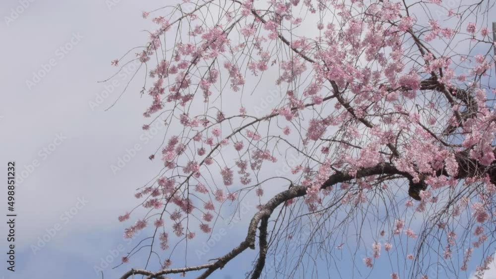 Sakura cherry blossoms rustle under the blue sky and clouds in Japan Sakura cherry blossoms rustle under the blue sky and clouds in Japan