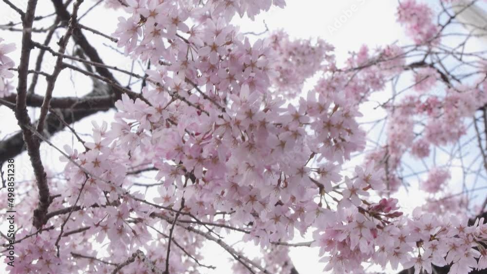 Sakura cherry blossoms rustle under the blue sky and clouds in Japan Sakura cherry blossoms rustle under the blue sky and clouds in Japan