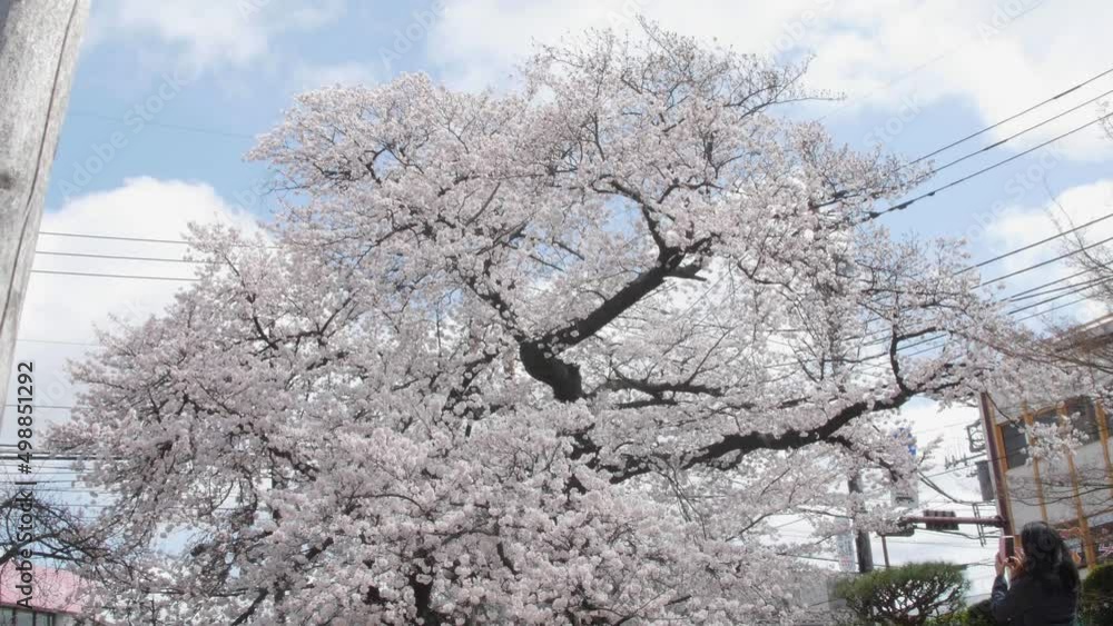 Sakura cherry blossoms rustle under the blue sky and clouds in Japan Sakura cherry blossoms rustle under the blue sky and clouds in Japan