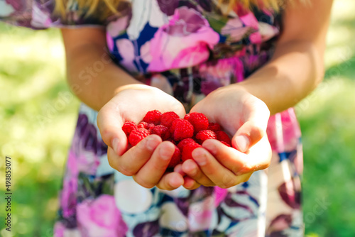 Defocus raspberries in hand. Female hands holding fresh red raspberries on green nature background. Freshly harvest. Healthy eating, dieting fruits, close-up. Hello summer. Crop. Out of focus
