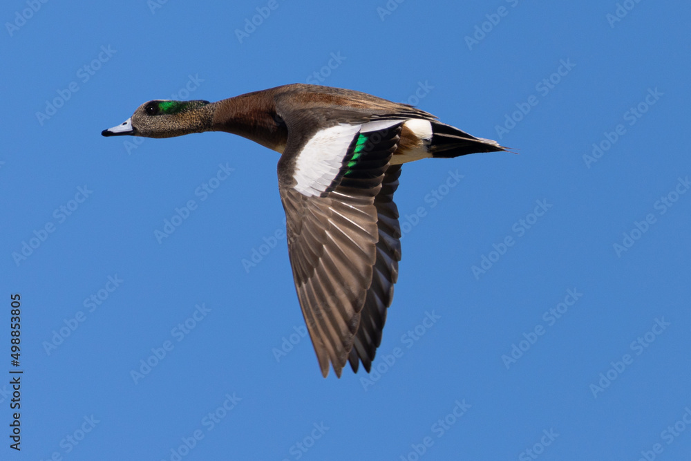 Male American Wigeon flying, seen in a North California marsh Male American Wigeon flying, seen in a North California marsh