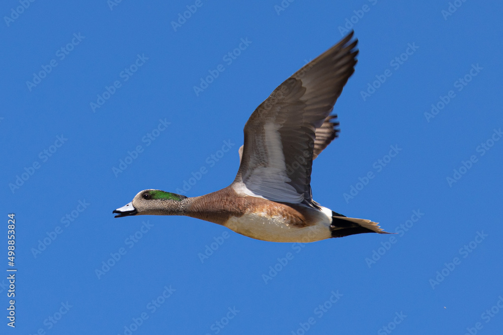 Obraz premium Male American Wigeon flying, seen in a North California marsh