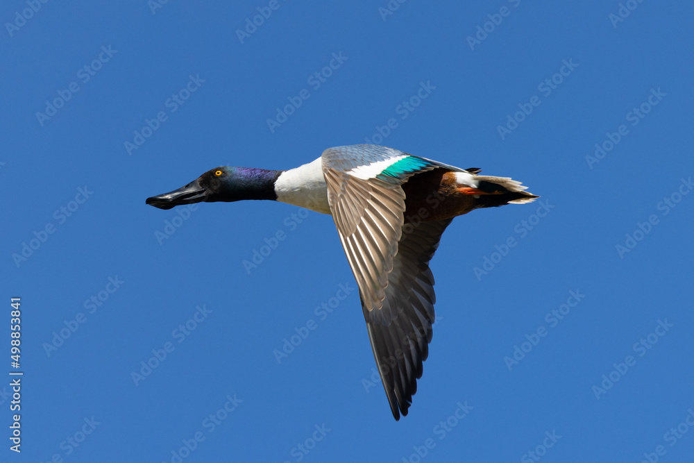 Obraz premium Male Northern Shoveler in beautiful light, seen in the wild in North California