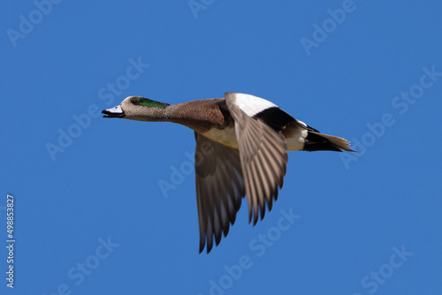 Male Northern Shoveler in beautiful light, seen in the wild in North California