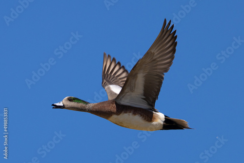 Male American Wigeon flying, seen in a North California marsh