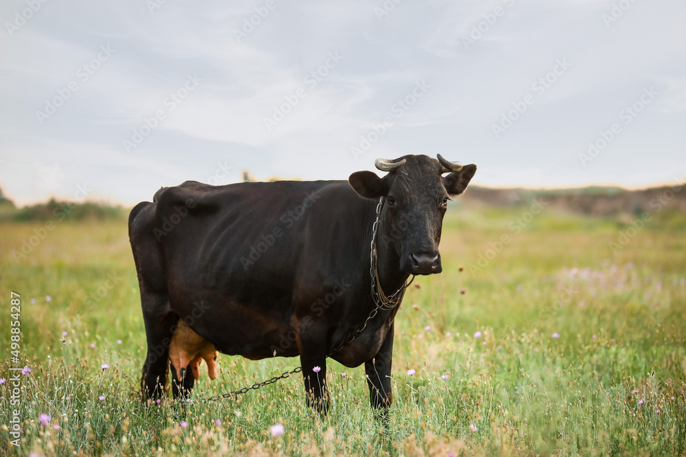 Milk cow grazing on green field