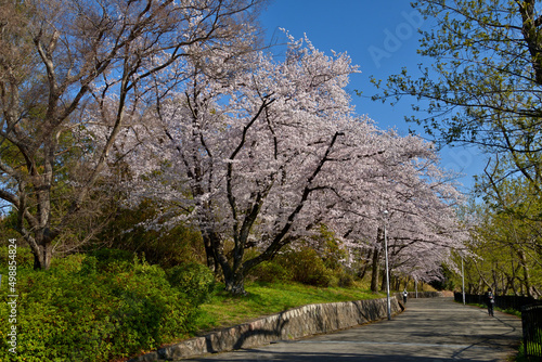 満開の桜並木が春の陽射しに照らされている風景