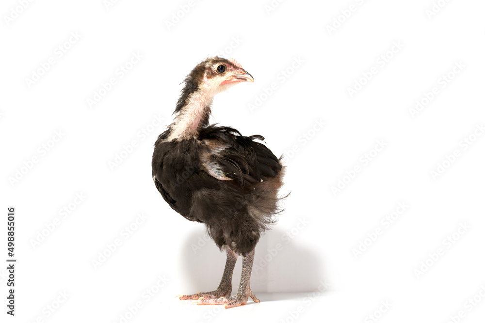 young australorp rooster isolated on white background.