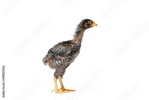 isolated young barred plymouth rock hen with white background,two months old.