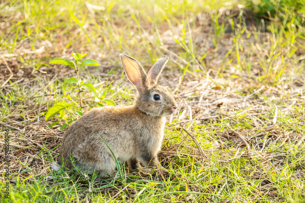 Portrait of a cute fluffy rabbit brown color with big ears, green flower meadow in a spring forest with a beautiful blurred background. Concept for spring holidays