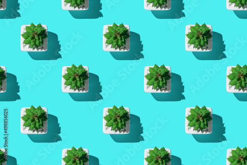 Minimalistic concept of miniature plants. Seamless pattern of succulents in white pots on a blue background.