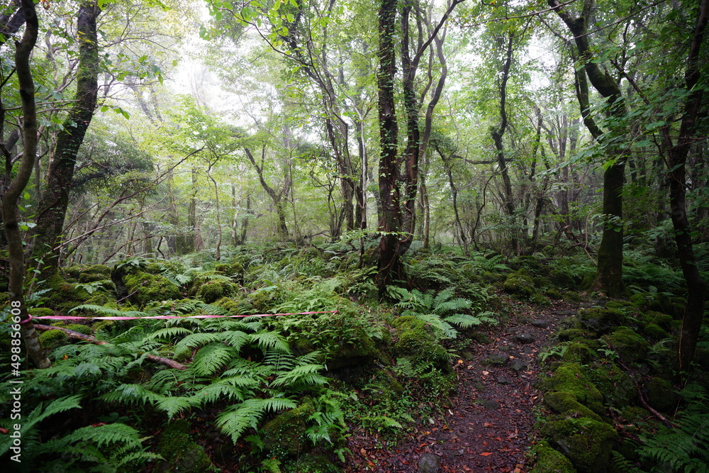 thick wild forest in mist thick wild forest in mist