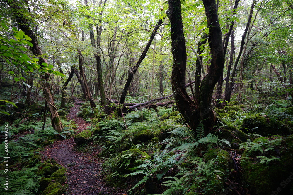 refreshing summer forest with fine pathway