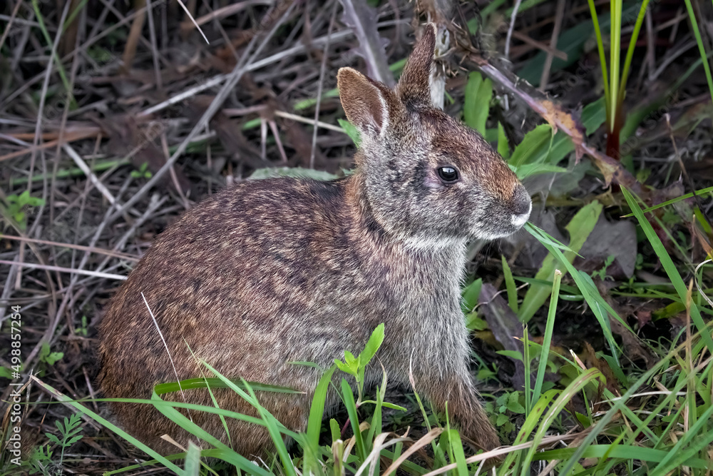 The Florida marsh rabbit, Sylvilagus palustris paludicola, is a small ...