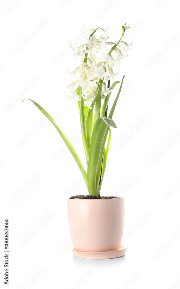 Fototapeta premium White hyacinth flower in pink pot, spring bloom and home decor, freshness and growth, isolated on white background