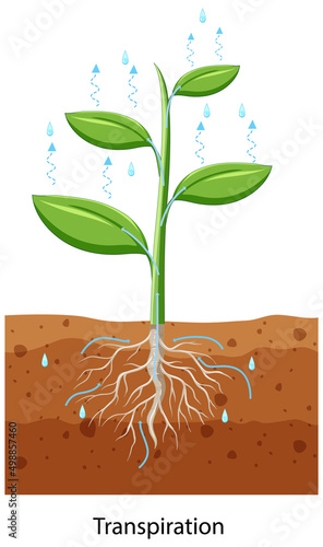 Science concept with transpiration in leaves