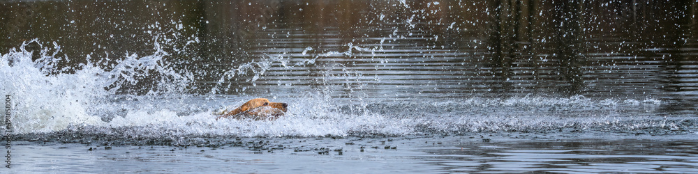 Obraz premium Gold dog, Labrador retriever, swimming after a ball in the Sammamish River 
