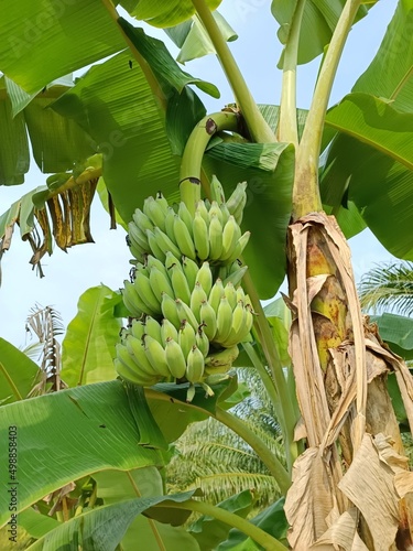 planting banana trees in the garden thailand