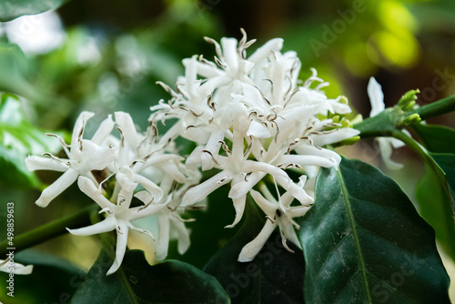 Blossom of coffee bush,(Coffea arabica)