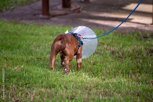 Young Bulldog After Surgery with Cone on its Head on a Walk from Behind photo