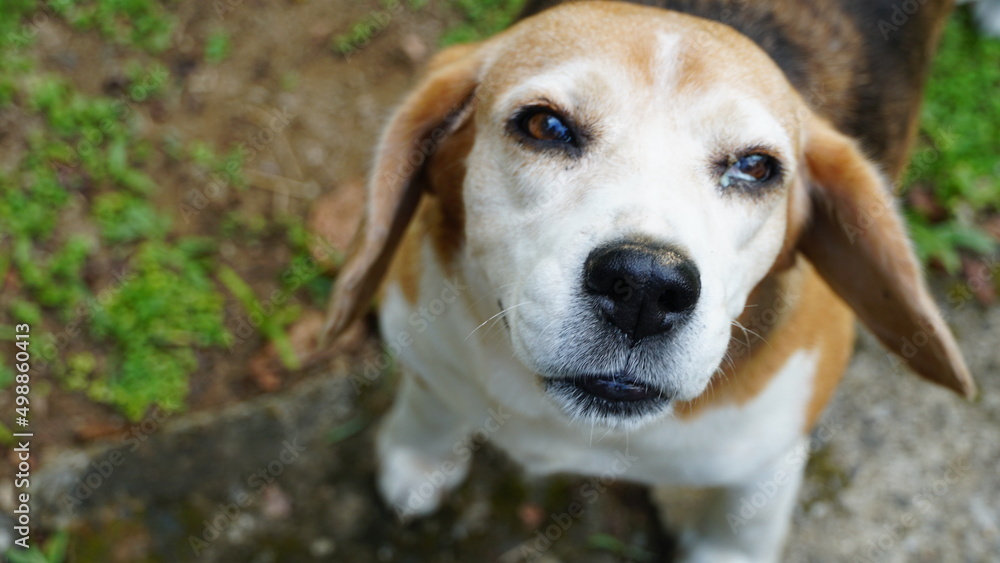 Beagle com olhar triste.
É uma raça de cães de caça de pequeno a médio porte originária do Reino Unido