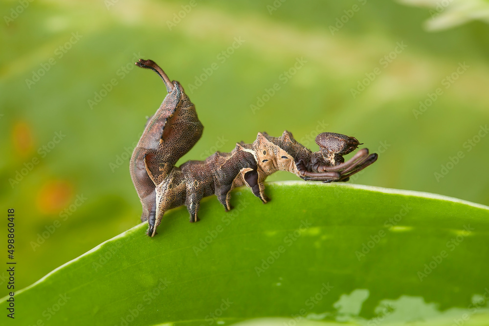 Unique Caterpillar on Plant