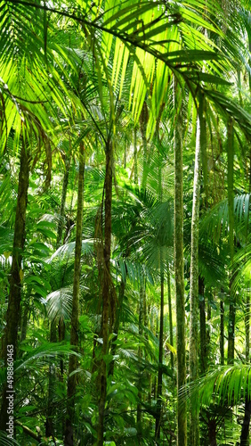 Floresta tropical   mida  com palmeiras jussara.
