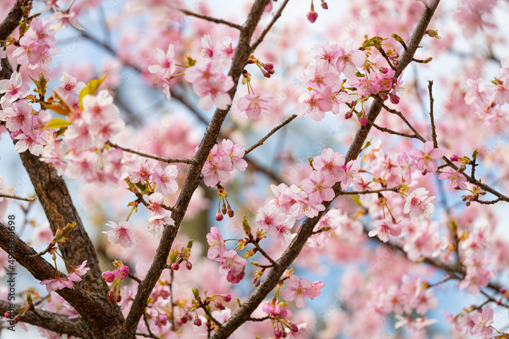 満開の河津桜 満開の河津桜