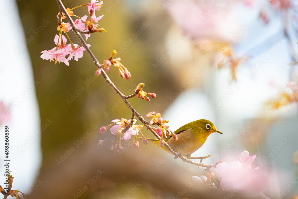 メジロと河津桜 メジロと河津桜