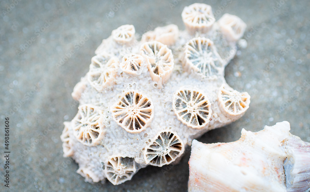 Shells or corals on the beach, the sea Shells or corals on the beach, the sea