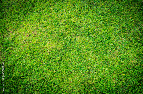 Top view fresh green grass ...