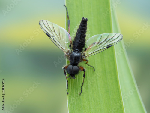 P4110079 male March fly, Bibio vestitus, wings spread cECP 2022 photo