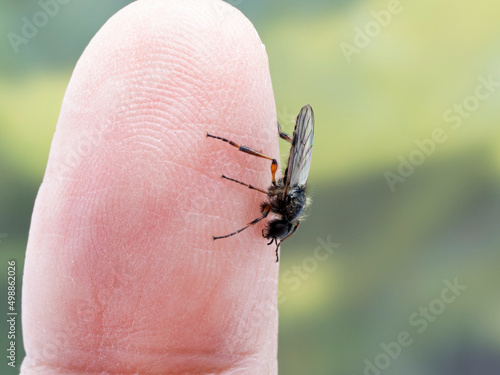 P4120096 male March fly, Bibio vestitus, on a person's finger cECP 2022 photo