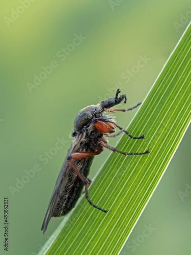 P4110060 female March fly, Bibio vestitus, side view cECP 2022 photo