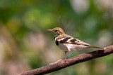 Image of Forest Wagtail (Dendronanthus indicus) on the tree branch on nature background. Bird. Animals.