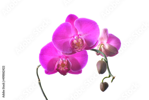 pink orchid blooming in white background