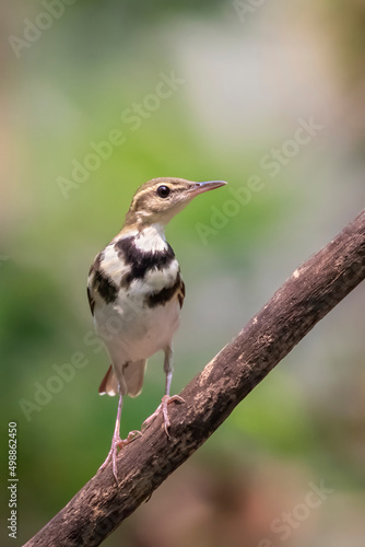 Image of Forest Wagtail (Dendronanthus indicus) on the tree branch on nature background. Bird. Animals. photo