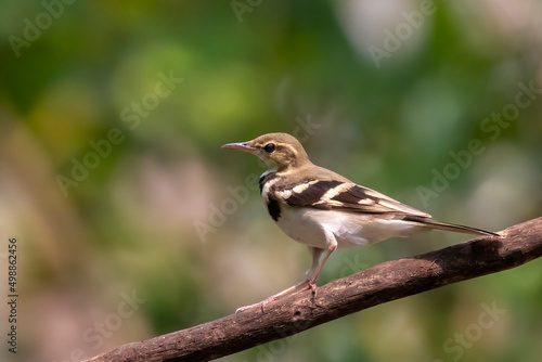 Image of Forest Wagtail (Dendronanthus indicus) on the tree branch on nature background. Bird. Animals.